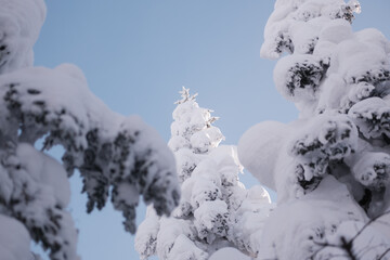 zoom in on the snow-capped pines
