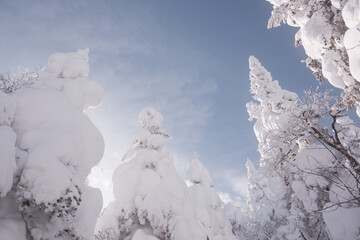 snow-capped pines from low wide angle