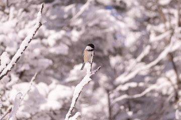 Close up on a bird perched on a snow-covered branch