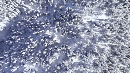 Drone view of a snow-covered forest