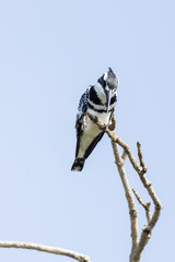 Pied kingfisher
