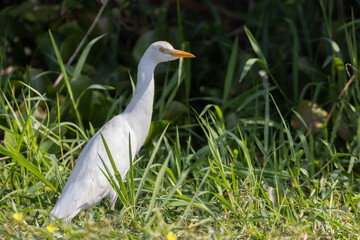 Cattle egret in natural habitat