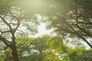 Sunlight Filtering Through Lush Green Tree Canopy in Forest