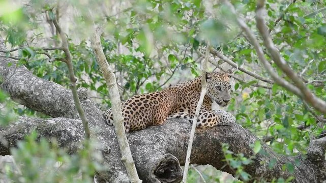 The Sri Lankan leopard - Panthera pardus kotiya 