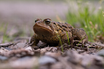 Close up on a frog on gravel