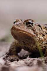 Close up on a frog’s head
