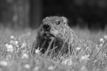 a marmot in the grass, look at the camera, in black and white