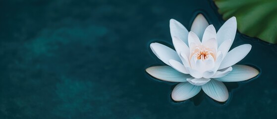 Mental Health Awareness and Mindfulness for Personal Growth, White water lily floating on a tranquil dark pond surface.