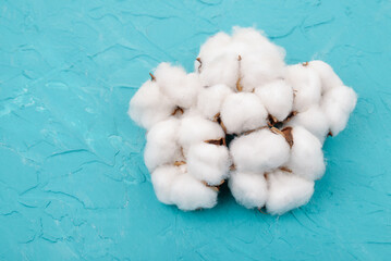 Group of natural cotton bolls