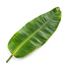 Tropical banana leaf isolated on a white background