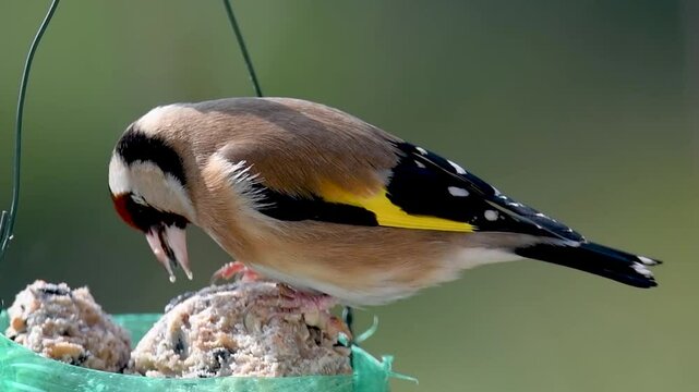 Un cardellino (Carduelis carduelis) rosicchia una palla di grasso appesa a un ramo.