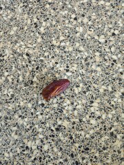Dates in a bowl on a wooden background. Dried fruits. Dried date fruit. PNG, Ramadan. Organic dried medium fruit snack. Dried date palm.