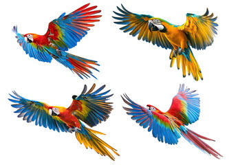 Obraz premium Set of colorful parrots flying with wide-spread wings, isolated on transparent cutout background