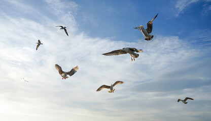 Flying Seagulls golden light blue sky