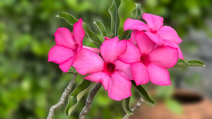 pink flower,Vibrant adenium plant blooming in a lush garden setting	
