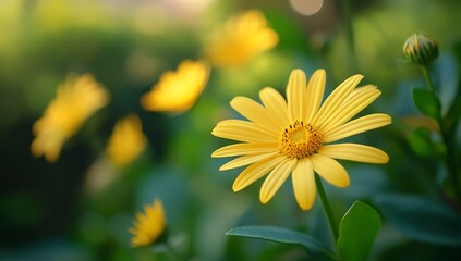 A yellow flower in the foreground, with other flowers blurred behind it, creating an elegant and soft background. The sunlight creates a warm glow on the petals of each daisy, giving them a vibrant ap