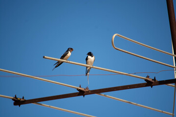 A pair of swallows perched on a television antenna in the south