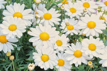 Obraz premium White daisy flowers with yellow centers. Close-up of white daisy blossoms. Field of white daisies in bloom. Group of daisy flowers with green stems. Floral arrangement of white flowers