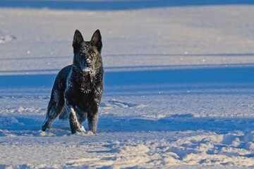 Beautiful DDR German Shepherd dogs play in a fairytale snowy landscape on a farm in Skaraborg...
