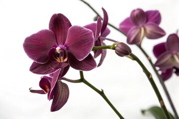 Obraz premium purple orchid flower isolated on white background