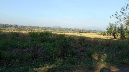 Paddy field Beauty. Green agriculture fields at the south asia countryside. Rice fields nature photo. Majestic Landscapes of Sri Lanka. Breathtaking Beauty Capturing Serene Essence Nature Landscapes