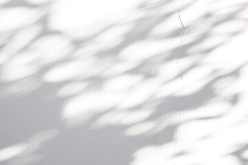 Abstract natural tree leaves shadow on white wall background