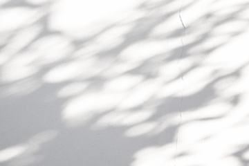 Abstract natural tree leaves shadow on white wall background