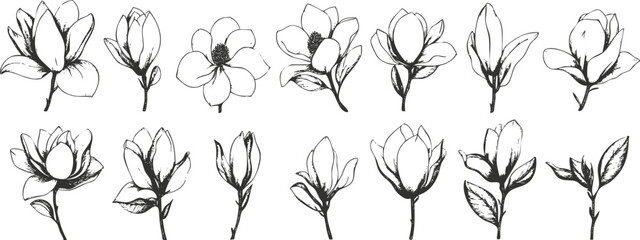 Black and white sketch of magnolia flowers in various stages of bloom. © vadymstock