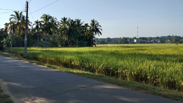Paddy field Beauty. Green agriculture fields at the south asia countryside. Rice fields nature photo. Majestic Landscapes of Sri Lanka. Breathtaking Beauty Capturing Serene Essence Nature Landscapes