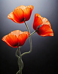 Trois coquelicots entrelacés sur fond noir