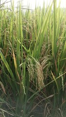 Fototapeta premium Paddy field Beauty. Green agriculture fields at the south asia countryside. Rice fields nature photo. Majestic Landscapes of Sri Lanka. Breathtaking Beauty Capturing Serene Essence Nature Landscapes