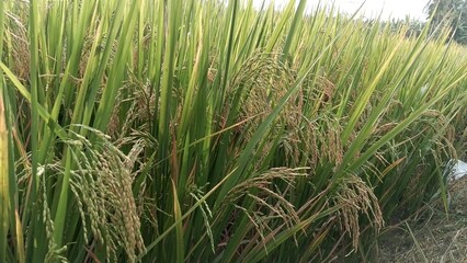Paddy field Beauty. Green agriculture fields at the south asia countryside. Rice fields nature photo. Majestic Landscapes of Sri Lanka. Breathtaking Beauty Capturing Serene Essence Nature Landscapes