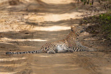 Sri Lankan leopard - Panthera pardus kotiya lying on dirt raod and watching surroundings. Photo from Wilpattu National Park in Sri Lanka. Vulnerable species.