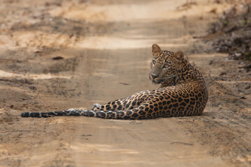 Sri Lankan leopard - Panthera pardus kotiya lying on dirt road and watching surroundings. Photo from Wilpattu National Park in Sri Lanka. Vulnerable species. © PIOTR