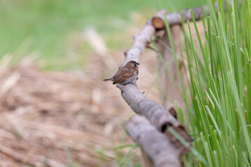 The scaly-breasted munia or spotted munia in the rice field.