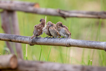 Group of The scaly-breasted munia or spotted munia in the rice field.
