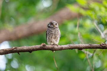 Spotted owlet perched on a tree branch with green background in the park. Copy Space for text.