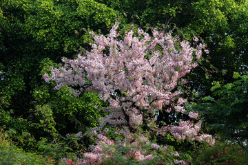 Cassia bakeriana, also commonly known as the pink shower tree, wishing tree.  Bloomimg Pink Flower. Romantic Scene