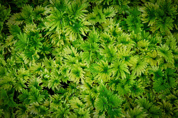 Coleus Plant or pokok Ati Ati, colorful leafs. Pattern background