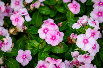 Madagascar periwinkle or  pink periwinkle, colorful flower. Pattern background.
