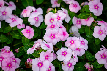 Madagascar periwinkle or  pink periwinkle, colorful flower. Pattern background.