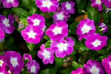 Fototapeta premium Madagascar periwinkle or pink periwinkle, colorful flower. Pattern background.
