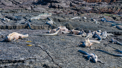 Tierwelten auf den Galapagos Inseln
