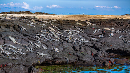 Tierwelten auf den Galapagos Inseln