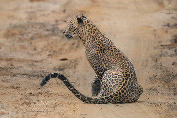 Sri Lankan leopard - Panthera pardus kotiya sitting on road and observing surroundings. Photo from...