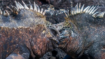 Tierwelten auf den Galapagos Inseln