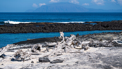 Tierwelten auf den Galapagos Inseln