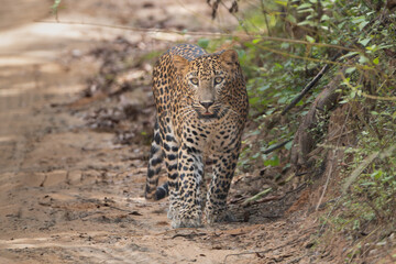Sri Lankan leopard - Panthera pardus kotiya on road. Photo from Wilpattu National Park in Sri Lanka. Vulnerable species.