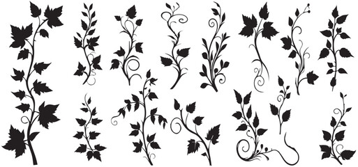 silhouette Ivy flower set, Ivy Vector, climbing ivy creeper branch isolated on white background vector