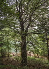 A towering tree with sprawling branches stands near a calm lake, surrounded by lush greenery. The textured bark and dense foliage create a serene and natural woodland atmosphere.